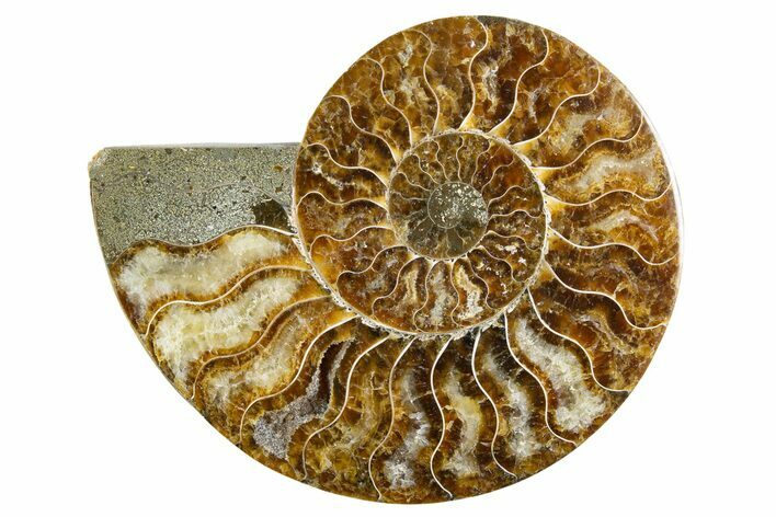Cut & Polished Ammonite Fossil (Half) - Madagascar #346013